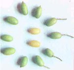 Mango Chutney